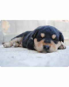plastic-placemats-hond-dieren-design